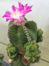 Aztekium Valdezii  Seeds for Planting