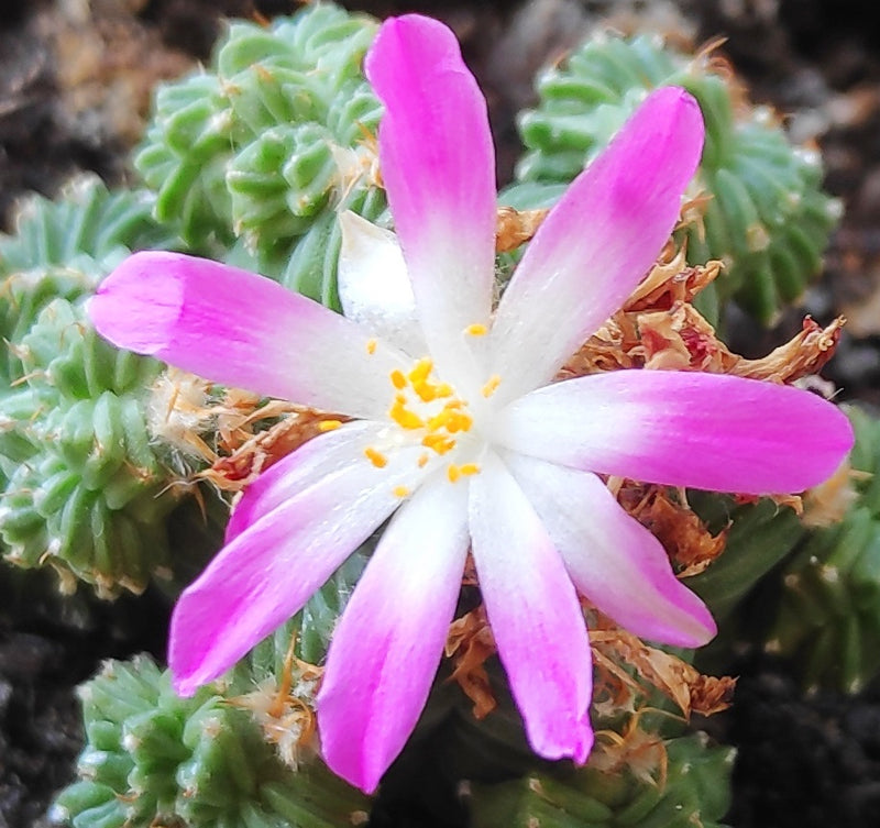 Mixed Aztekium Valdezii Flower seeds for Planting - Fragrant Blossoms, Heirloom & GMO Free Seeds for Home Garden