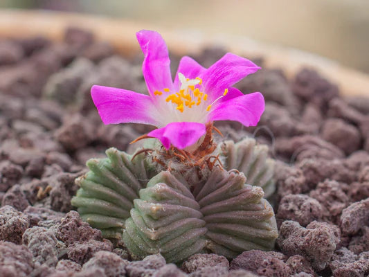 Heirloom Aztekium Flower seeds for Planting Garden Favorite Heirloom & GMO Free Seeds for Home Garden