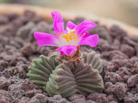 Heirloom Aztekium Flower seeds for Planting Garden Favorite Heirloom & GMO Free Seeds for Home Garden
