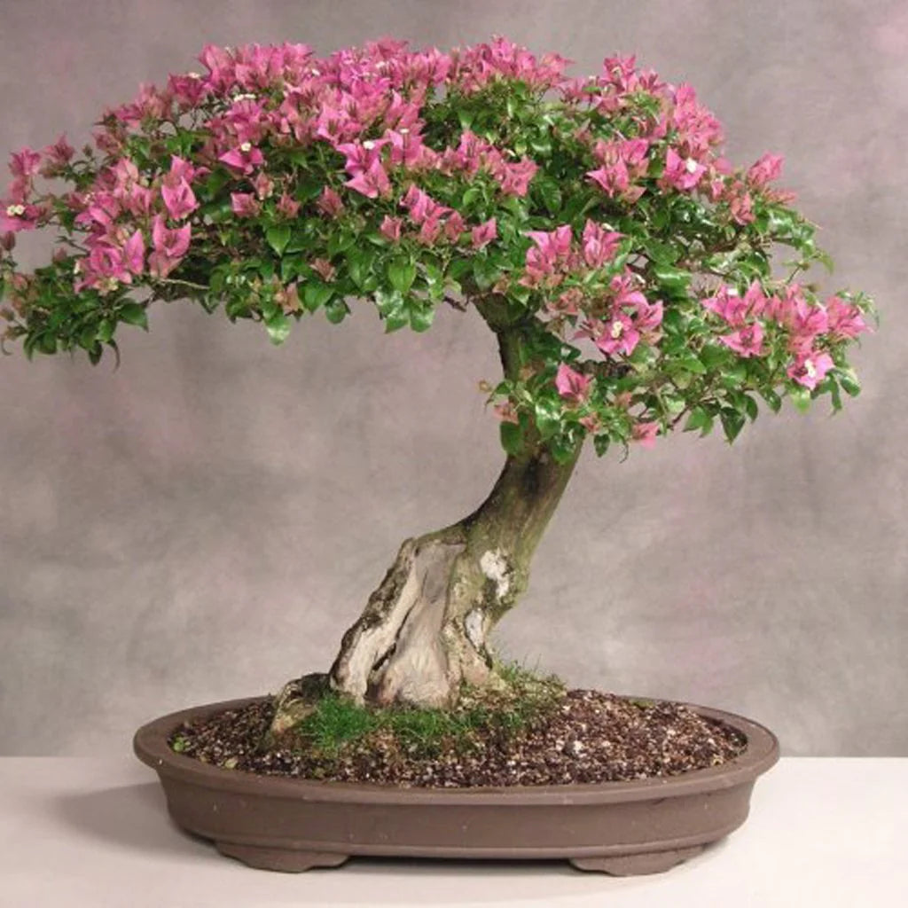 Crepe Myrtle Lagerstroemia Bonsai Flower Seeds