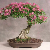 Crepe Myrtle Lagerstroemia Bonsai Flower Seeds