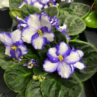 Purple White African Violet Flower seeds for Planting - Colorful Display, Heirloom & GMO Free Seeds for Home Garden