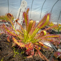 Green Sundew Clip Flower seeds for Planting - Bright Blooms, Heirloom & GMO Free Seeds for Home Garden