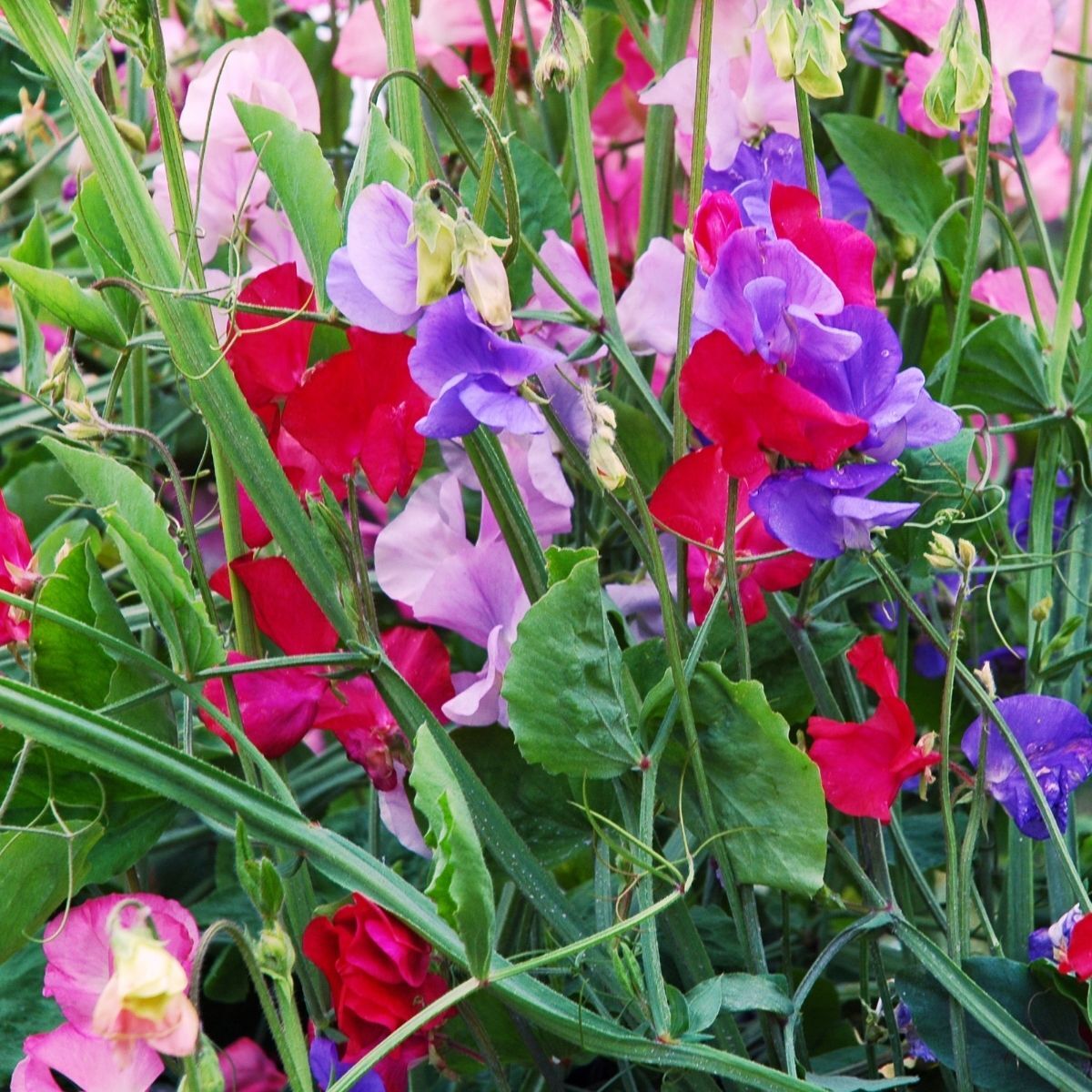 Sweet Pea Knee Flower seeds for Planting Drought Tolerant Heirloom & GMO Free Seeds for Home Garden