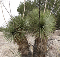 Yucca Thompsoniana Flower seeds for Planting Bright Blooms Heirloom & GMO Free Seeds for Home Garden