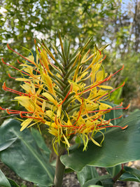 Hedychium Gardnerianum Flower seeds for Planting Cottage Garden Essential Heirloom & GMO Free Seeds for Home Garden