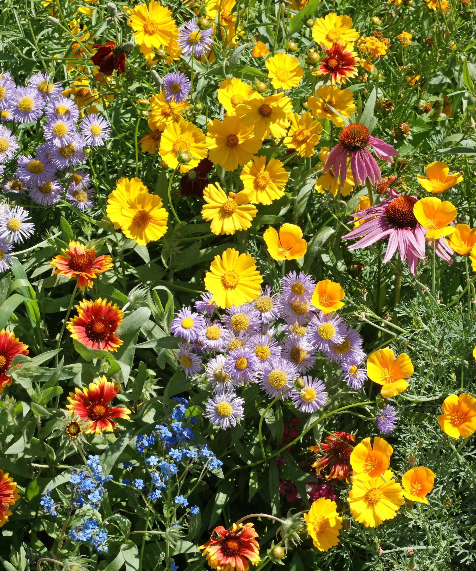 Mixed Oenothera Flower seeds for Planting - Wildflower Mix, Heirloom & GMO Free Seeds for Home Garden