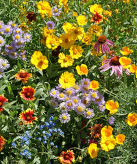 Mixed Oenothera Flower seeds for Planting - Wildflower Mix, Heirloom & GMO Free Seeds for Home Garden