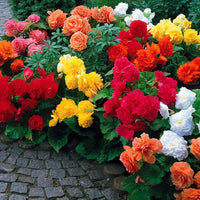 Begonia Nonstop Flower Planting Seeds for Vibrant Blooms - Perfect for Gardens and Containers