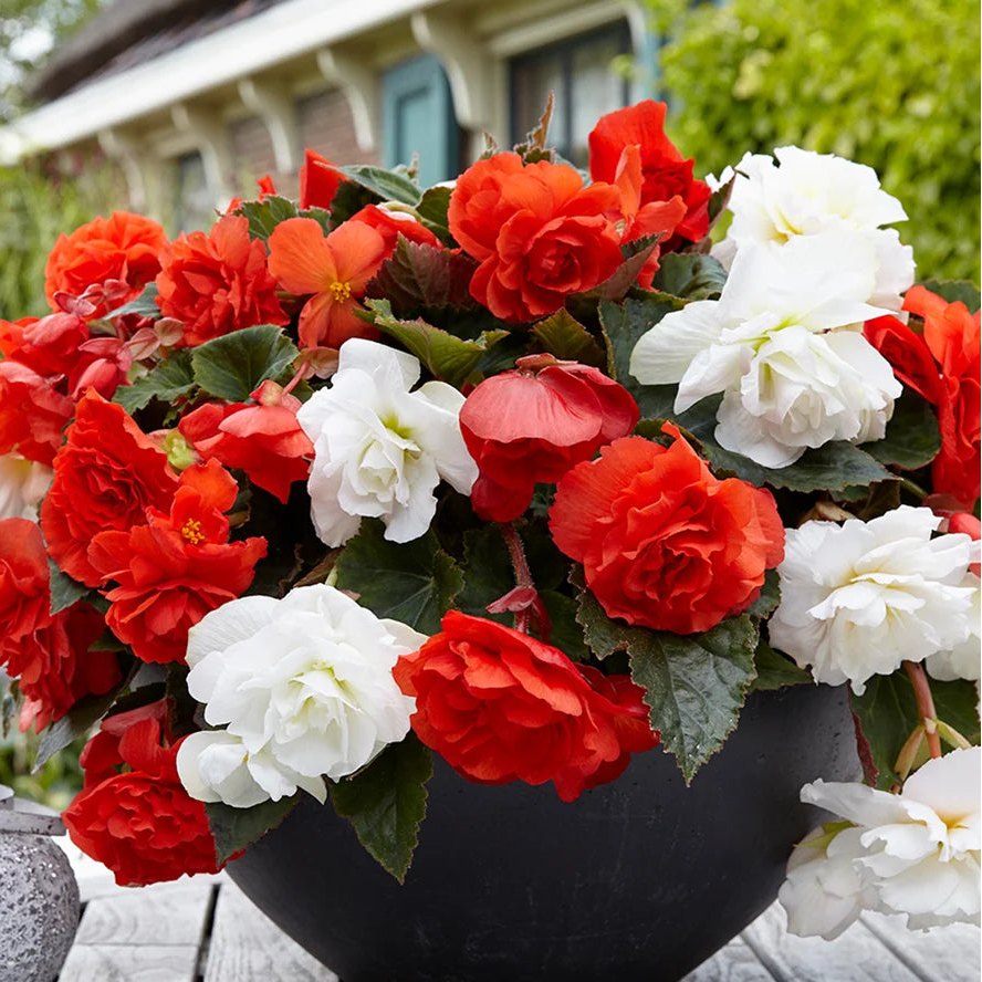 Begonia Flower seeds for Planting - Shade Tolerant, Heirloom & GMO Free Seeds for Home Garden