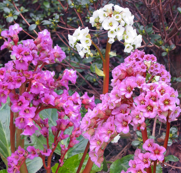 Mixed Bergenia Flower seeds for Planting - Hardy Variety, Heirloom & GMO Free Seeds for Home Garden