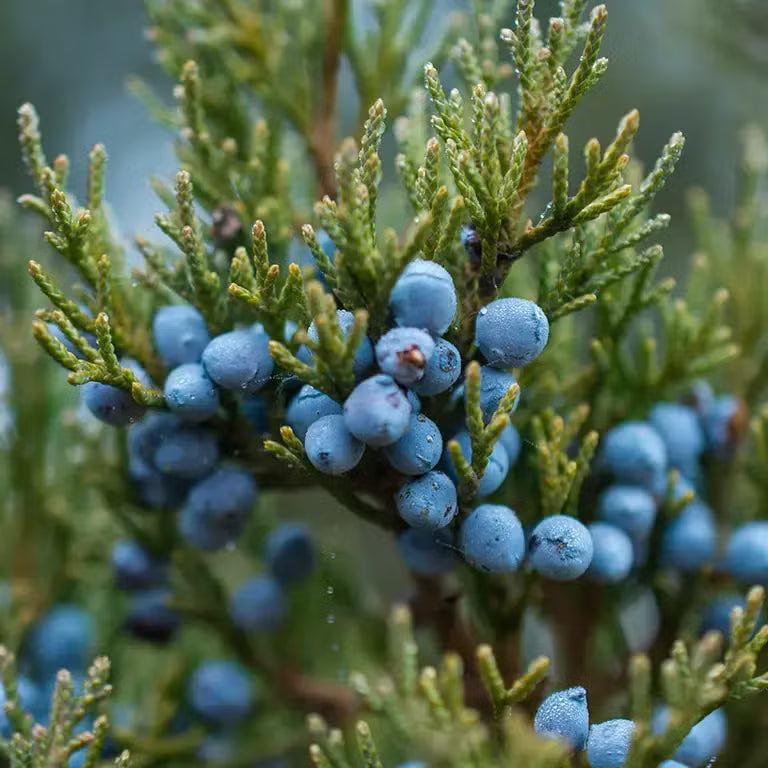 Black Juniper Berry Seeds for Planting