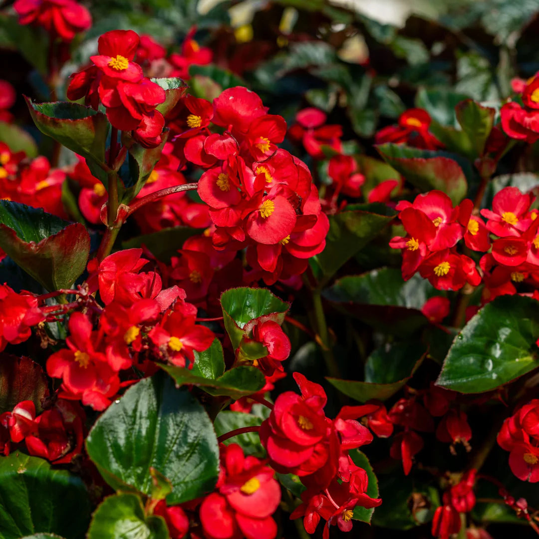 Begonia Flower seeds for Planting Low Maintenance Heirloom & GMO Free Seeds for Home Garden