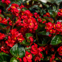 Begonia Flower seeds for Planting Low Maintenance Heirloom & GMO Free Seeds for Home Garden