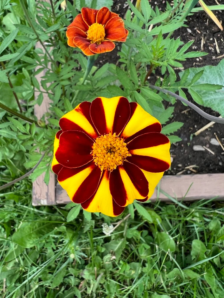 Marigold Jester Flower seeds for Planting Cut Flower Favorite Heirloom & GMO Free Seeds for Home Garden