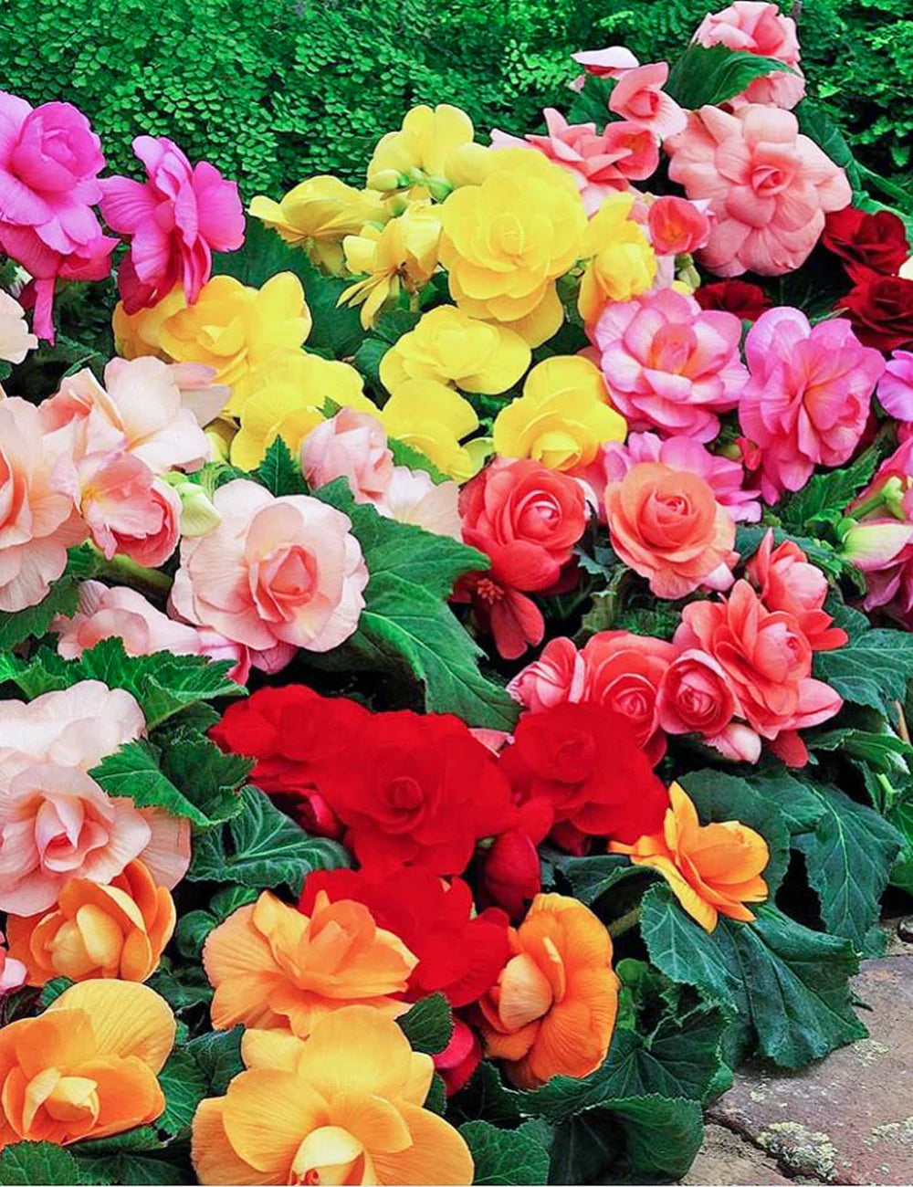 Rieger Begonia Flower seeds for Planting Drought Tolerant Heirloom & GMO Free Seeds for Home Garden