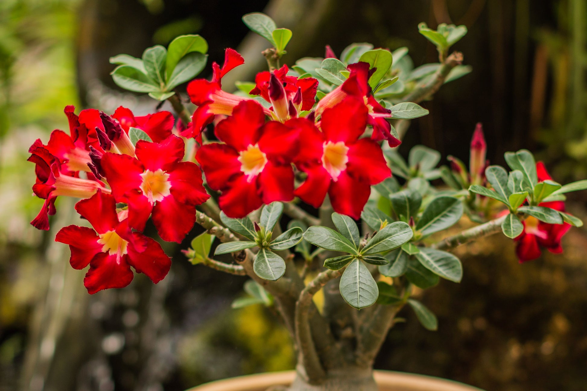 Adenium Obesum Flower seeds for Planting Compact Growth Heirloom & GMO Free Seeds for Home Garden