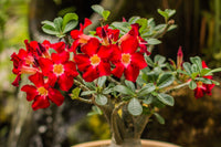 Adenium Obesum Flower seeds for Planting Compact Growth Heirloom & GMO Free Seeds for Home Garden