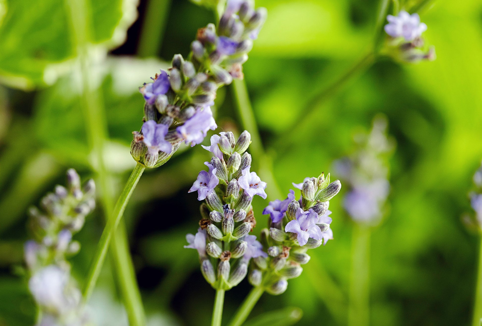 Munstead Lavender Flower Seeds for Planting - Grow Beautiful Lavender in Your Garden