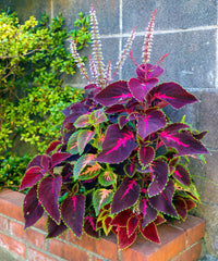 Bonsai Semi di Begonia Cortile Balcone Coleus Semi di Fiori