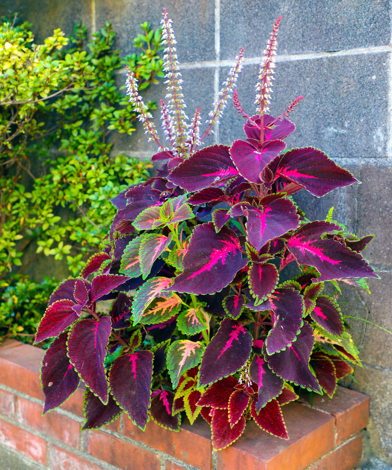 Bonsai Semi di Begonia Cortile Balcone Coleus Semi di Fiori