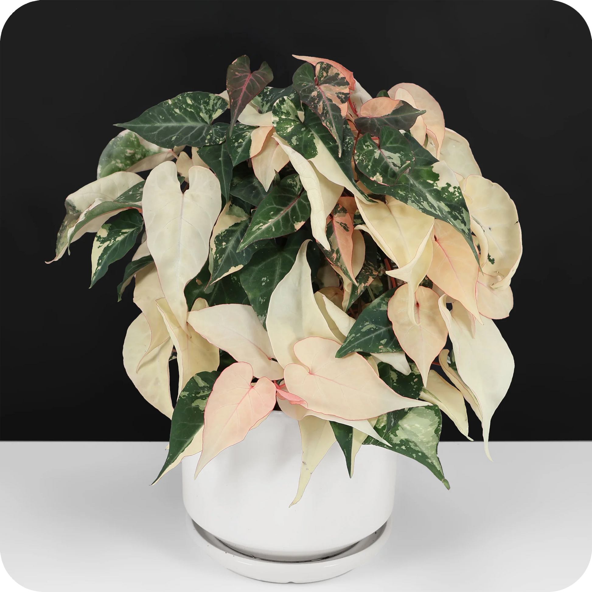Fallopia Multiflora Flower seeds for Planting Perfect for Borders Heirloom & GMO Free Seeds for Home Garden