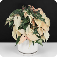 Fallopia Multiflora Flower seeds for Planting Perfect for Borders Heirloom & GMO Free Seeds for Home Garden