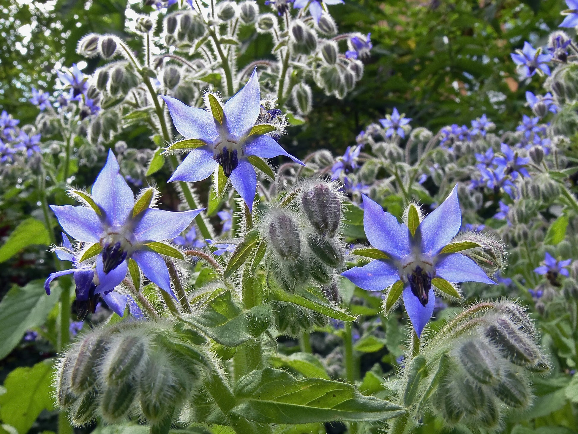 Dark Blue Borage Flower seeds for Planting - Low Maintenance, Heirloom & GMO Free Seeds for Home Garden