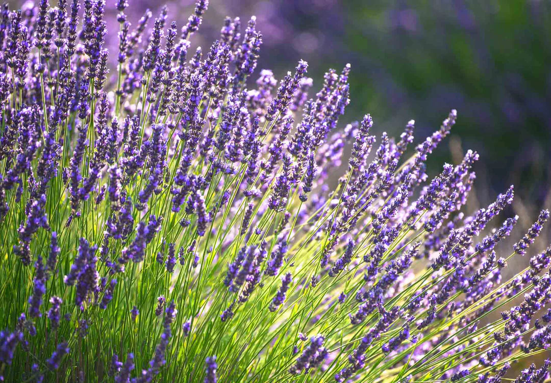 Heirloom Lavender Flower seeds for Planting Seasonal Bloomer Heirloom & GMO Free Seeds for Home Garden