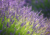 Heirloom Lavender Flower seeds for Planting Seasonal Bloomer Heirloom & GMO Free Seeds for Home Garden
