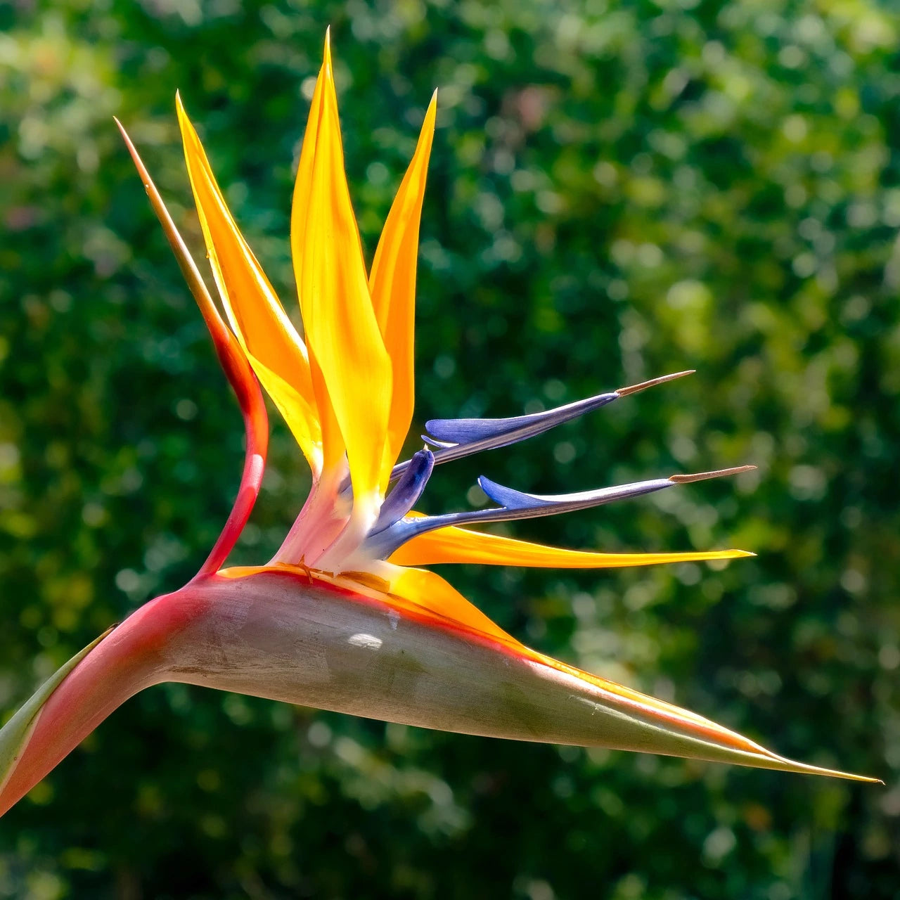 Strelitzia Flower seeds for Planting Easy to Grow Heirloom & GMO Free Seeds for Home Garden
