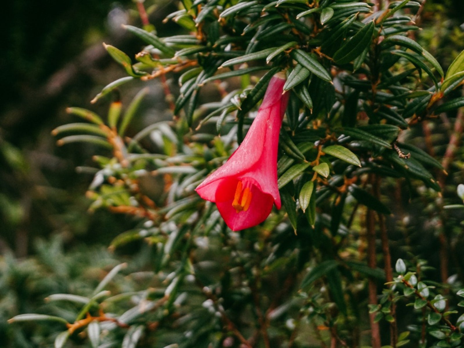 Rare Chilean Bellflower Seeds, Evergreen, DIY Garden Flower Plant