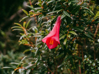 Rare Chilean Bellflower Seeds, Evergreen, DIY Garden Flower Plant