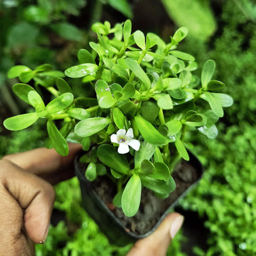 Bacopa Flower seeds for Planting - Sun Loving, Heirloom & GMO Free Seeds for Home Garden