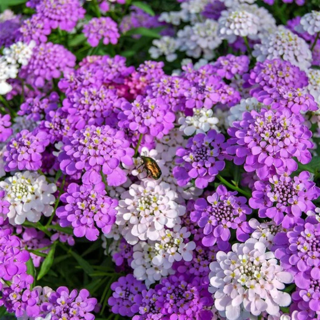 Mixed Candytuft Flower seeds for Planting - Wildflower Mix, Heirloom & GMO Free Seeds for Home Garden