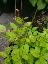 Talinum Paniculatum Flower seeds for Planting - Drought Tolerant, Heirloom & GMO Free Seeds for Home Garden
 
 Sale