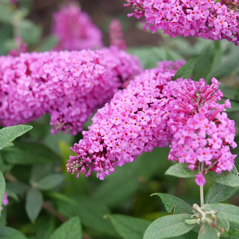 Pink Buddleia Butterfly Bush Flower seeds for Planting - Cottage Garden Essential, Heirloom & GMO Free Seeds for Home Garden
