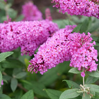 Pink Buddleia Butterfly Bush Flower seeds for Planting - Cottage Garden Essential, Heirloom & GMO Free Seeds for Home Garden