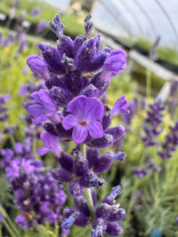 Lavender Flower seeds for Planting Seasonal Bloomer Heirloom & GMO Free Seeds for Home Garden
