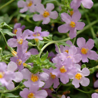 Bacopa Blutopia Flower seeds for Planting - Premium Quality, Heirloom & GMO Free Seeds for Home Garden