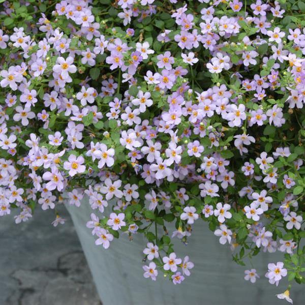Blutopia Flower seeds for Planting Vibrant Colors Heirloom & GMO Free Seeds for Home Garden