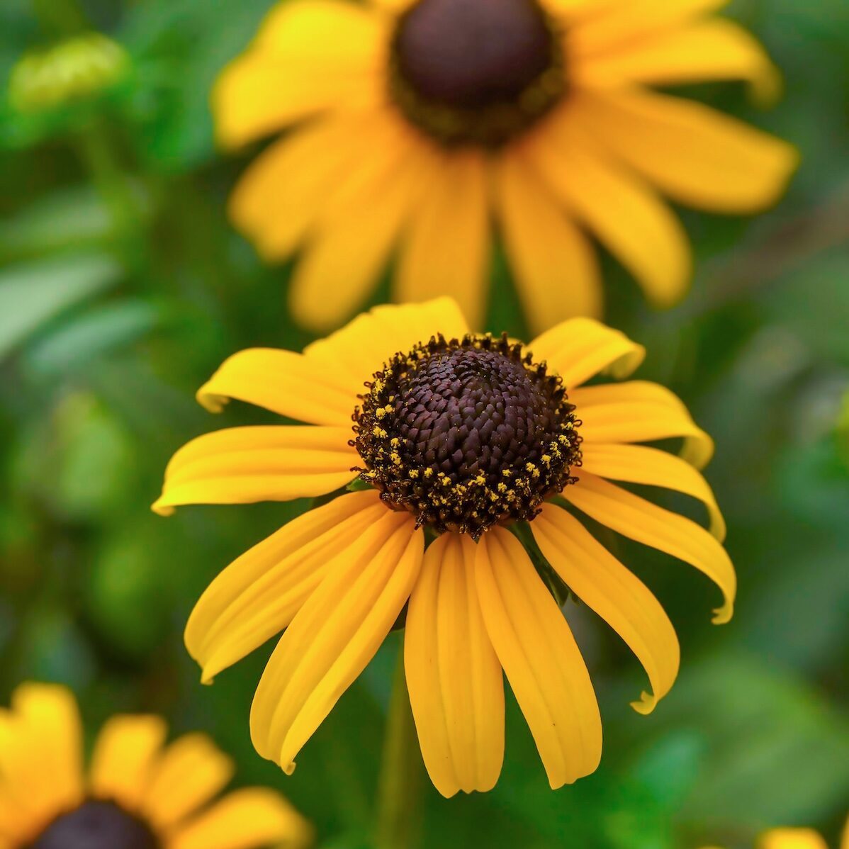 Susan Native Flower seeds for Planting Drought Tolerant Heirloom & GMO Free Seeds for Home Garden