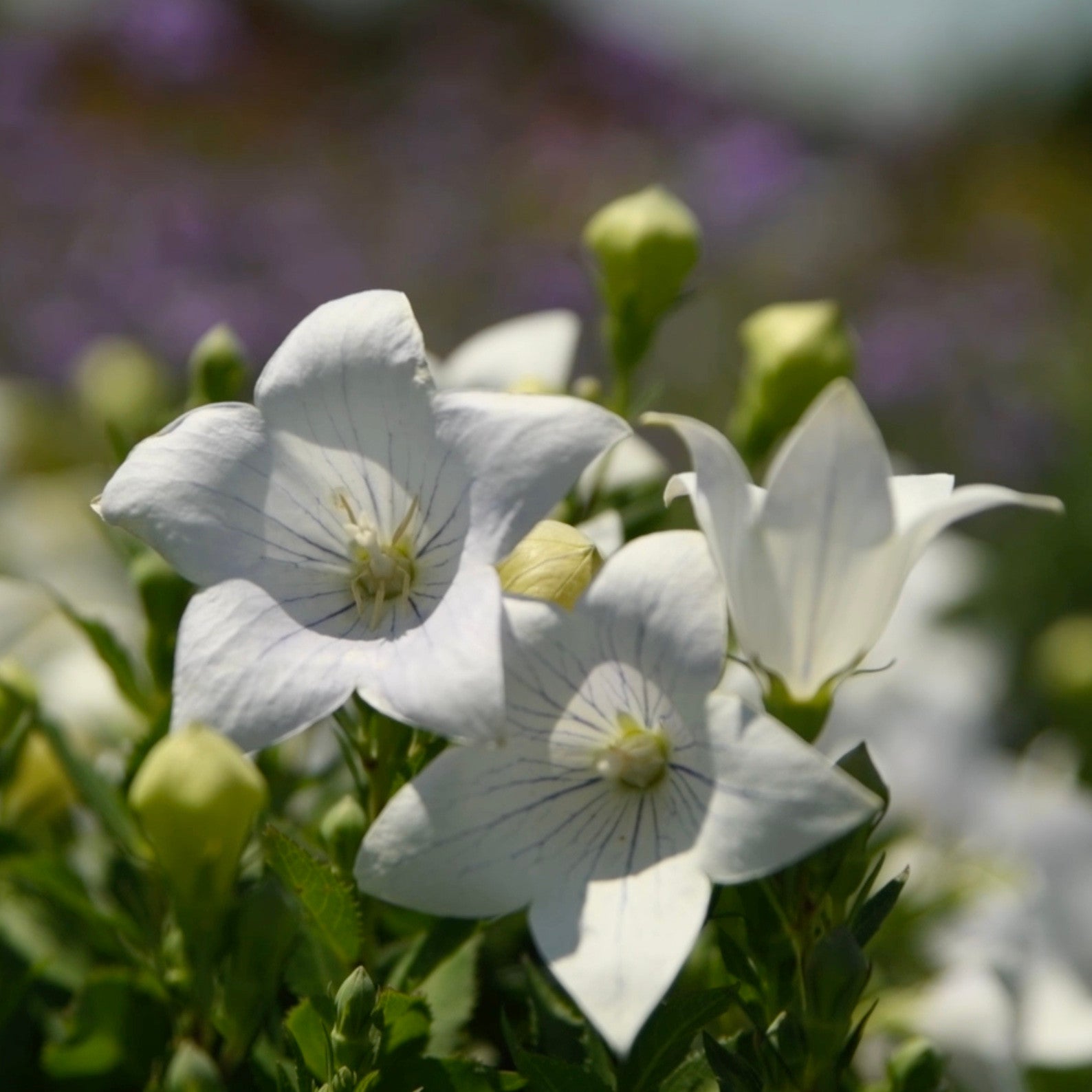 White Balloon Flower seeds for Planting - Wildflower Mix, Heirloom & GMO Free Seeds for Home Garden
