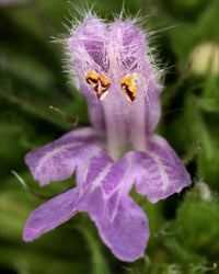 Ballota Nigra Flower seeds for Planting - Shade Tolerant, Heirloom & GMO Free Seeds for Home Garden