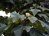 Non GMO yellow Balsa tree seeds for gardening