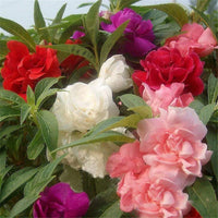 Balsam Camellia Flower seeds for Planting Wildflower Mix Heirloom & GMO Free Seeds for Home Garden