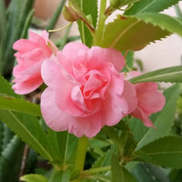 Pink Balsam Flower Seeds for Planting Cut Flower Favorite Heirloom & GMO Free Seeds for Home Garden
 
 Sale