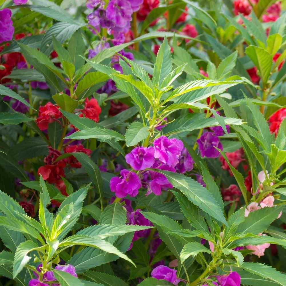 Mixed Impatiens Balsamina Flower Seeds for Easy Planting