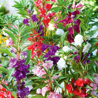 Mixed Impatiens Balsamina Flower Seeds for Easy Planting
